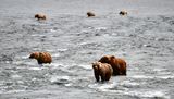 Brown Bears at Brook Falls, Katmai National Park, King Salmon, Alaska 2859  