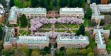 Annual Cherry Blossoms at The Quad - University of Washington, Savery Hall, Railt Hall, Miller Hall, Smith Hall, Seattle, Wa 