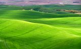 Rolling Hills of The Palouse east of Pullman, Washington 643  