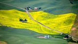 Canola Field on Bauer Road, Colton, Washington 286  