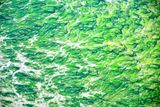 Kelps in North Bay Grays Harbor, Ocean Shores, Washington 106  
