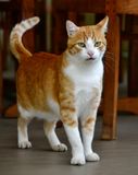 Gary the Cat, Dunstan Winery, Sonoma, California 168 
