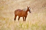 Montgomery Creek Ranch - A Wild Horse Sanctuary, Elk Creek, California 728  