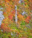 Fall Foliage and Old Widow Maker on Green Mountain, Cascade Mountains, Washington 368 