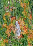 Fall Foliage on Bessemer Mountain, Middle Fork Snoqualmie River, North Bend, Washington 419 