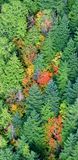 Colorful Fall Foliage on Green Mountain, Cascade Mountains, North Bend, Washington 235  