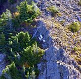 Momma Mountain Goat and her Babies on Kelly Butte, Washington 237 
