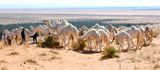 Camels in Saudi Desert, Al Ghat, Saudi Arabia 524  