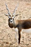 Nofa Wildlife Park, Blackbuck, Tibrak Saudi Arabia 3115  