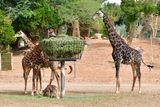 Nofa Wildlife Park, Giraffes, Saudi Arabia 3171  