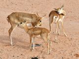 Nofa Wildlife Park, Impala, Tibrak Saudi Arabia 3092  
