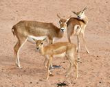 Nofa Wildlife Park, Impala, Tibrak Saudi Arabia 3093  