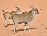Nofa Wildlife Park, Kudu antelope, Tibrak Saudi Arabia 2680  