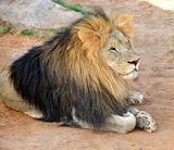 Nofa Wildlife Park, Lion, Tibrak Saudi Arabia 2861  