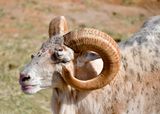 Nofa Wildlife Park, Mouflon Sheep, Tibrak Saudi Arabia 2708  