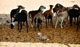 Nofa Wildlife Park, Mouflon Sheep, Tibrak Saudi Arabia 2711 