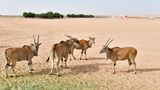 Nofa Wildlife Park, Tibrak Saudi Arabia 3274  