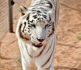 Nofa Wildlife Park, White Bengal Tiger, Tibrak Saudi Arabia 3043 