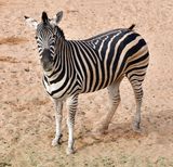 Nofa Wildlife Park, Zebra, Tibrak Saudi Arabia 3164  