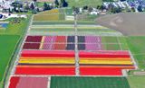 Roozengaarde Tulips Festival, Mount Vernon, Washington 045 