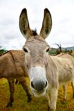 Donkies at Montgomery Creek Ranch, California 395 