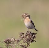 Whinchat  (Saxicola rubetra)