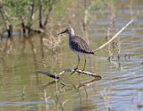 Wood Sandpiper (Tringa glareola)