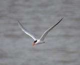 Caspian Tern  (Hydroprogne caspia)