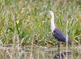 White-necked Heron  (Ardea pacifica)
