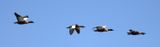 Australian Shelduck  (Tardona tadornoides)
