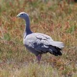 Cape Barren Goose  (Cereopsis novaehollaniae)