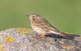 Meadow Pipit  (Anthus pratensis)