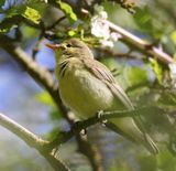 Icterina Warbler  (Hippolais icterina)