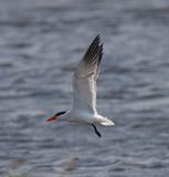 Caspian Tern  (Hydroprogne caspia)