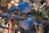 Two Birds Not for Voting