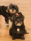 Two Eternally Hopeful Dogs