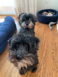 Parallel Pups