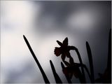 15 High contrast