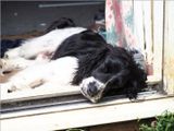 09 Sleepin doggy