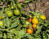 12 Summertime Tomatoes