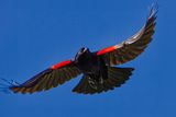 18 Spread Your Wings and Take the Sky