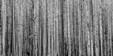 Waterton Burnt Timber