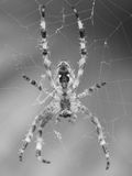 Monochrome Spider