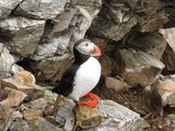 Atlantic Puffin