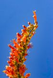 01 Ocotillo Reaching for the Sky