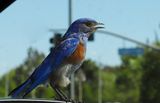 12 My Blue Bird of Happiness (Hitches a Ride)
