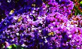 More Bs (Bee Heaven)