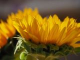 sunflower rotated