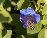 01 This Bee prefers Blue