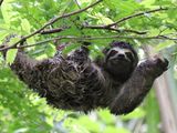Three-Toed Sloth Hanging Around